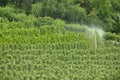 Farmer spaying Apple Trees with herbicide. Clouds above the Apple trees. Crop Desiccant and Herbicides sprayed Royalty Free Stock Photo