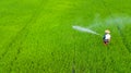 Farmer spray insecticide into rice farm