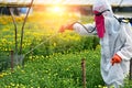 Farmer sprayed fertilizer on the flower farms Royalty Free Stock Photo