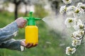 Farmer spraying blooming fruit tree against plant diseases and pests. Royalty Free Stock Photo