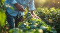 The farmer spraying crops.AI generated image Royalty Free Stock Photo