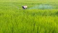 Farmer spraying fertilizer in paddy rice.