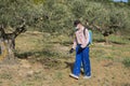 Farmer spraying herbicide in a field of olive trees.