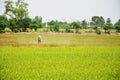 Farmer spraying herbicide on Paddy and rice field