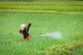 Farmer spraying insecticides