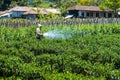 Farmer spraying pesticide on his field Royalty Free Stock Photo