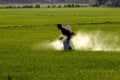 Farmer spraying pesticide in paddy field Royalty Free Stock Photo