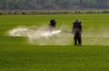 Farmer spraying pesticide in paddy field Royalty Free Stock Photo