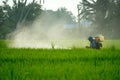 A farmer spraying pesticide at paddy field Royalty Free Stock Photo