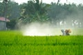 A farmer spraying pesticide at paddy field Royalty Free Stock Photo