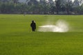 Farmer spraying pesticide in paddy field Royalty Free Stock Photo