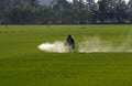 Farmer spraying pesticide in paddy field Royalty Free Stock Photo