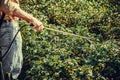 Farmer spraying of pesticide on potato plantation