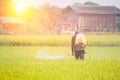 Farmer spraying pesticide in the rice field