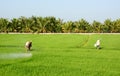 Farmer spraying pesticide on rice field