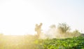 Farmer spraying plants with pesticides in the early morning. Protecting against insect and fungal infections. Agriculture and