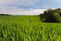 A farmer spraying on the spring wheat field