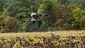 The farmer is spraying the sunflower field remotly with a DJI T20 Agras drone Royalty Free Stock Photo