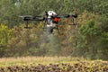 The farmer is spraying the sunflower field remotly with a DJI T20 Agras drone Royalty Free Stock Photo