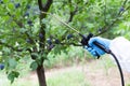 Farmer spraying toxic pesticides or insecticides in an orchard Royalty Free Stock Photo