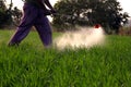 Farmer is spraying weed medicine in their wheat fields