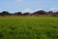 Farmer is spraying weed medicine in their wheat fields