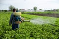 A farmer sprays chemicals on a potato plantation field. Increased harvest. Control of use of chemicals growing food. Protection
