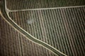 A farmer sprays dormant oil on a an apple orchard.