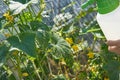 Farmer sprays pesticide with manual sprayer against insects on cucumber plantation in garden in summer. Agriculture and gardening