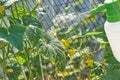 Farmer sprays pesticide with manual sprayer against insects on cucumber plants in garden in summer. Agriculture and gardening