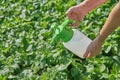 Farmer sprays pesticide with manual sprayer against insects on potato plantation in garden in summer. Agriculture and gardening