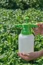 Farmer sprays pesticide with manual sprayer against insects on potato plantation in garden in summer. Agriculture and gardening