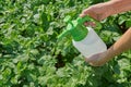 Farmer sprays pesticide with manual sprayer against insects on potato plantation in garden in summer. Agriculture and gardening