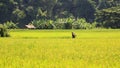 Farmer sprays pesticide on ripe rice field