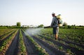 Farmer sprays pesticides on plantation. Use of chemicals for protection of plants from insects and fungal infections