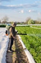 A farmer sprays a potato plantation against pests and fungi. Protection of cultivated plants from insects and fungal infections