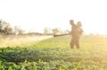 A farmer sprays a solution of copper sulfate on plants of potato bushes. Fight against fungal infections and insects. Use Royalty Free Stock Photo