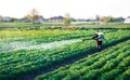 A farmer sprays a solution of copper sulfate on plants of potato bushes. Use chemicals in agriculture. Agriculture and Royalty Free Stock Photo