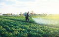A farmer sprays a solution of copper sulfate on plants of potato bushes. Use chemicals in agriculture. Fight against fungal Royalty Free Stock Photo