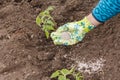 Farmer spreading chemical fertilizer to young tomato plants