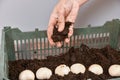 A farmer sprinkles soil on planted tulip bulbs in boxes in a greenhouse Royalty Free Stock Photo