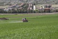 Farmer sprinkling agrochemical in his field Royalty Free Stock Photo