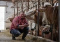 Farmer squatting beside cows in barn