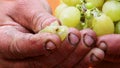 Farmer squeezing a ripe grape