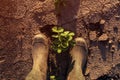 Farmer standing above young soybean plants