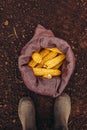 Farmer standing directly above harvested corn cobs in burlap sac