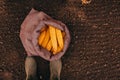 Farmer standing directly above harvested corn cobs in burlap sac