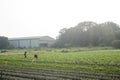 The farmer standing in farm