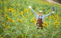 Farmer standing happy in a sunflower field, looking at the crop Royalty Free Stock Photo