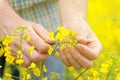 Farmer Standing in Oilseed Rapseed Cultivated Agricultural Field Royalty Free Stock Photo